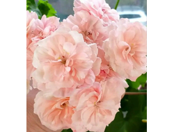 П200 Пеларгония Леона Галактика укорененный черенок