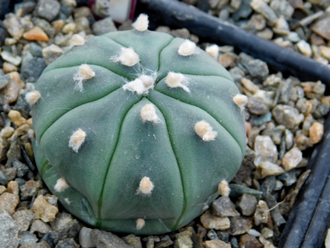 Astrophytum AS cv.KIKKO (1031) - 10 семян