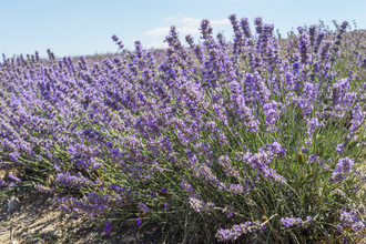 Лаванда горная (Lavandula angustifolia), Крым (10 мл) - 100% натуральное эфирное масло