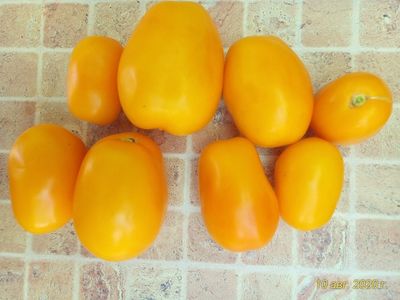 Томат Сливка Бендрика желтая