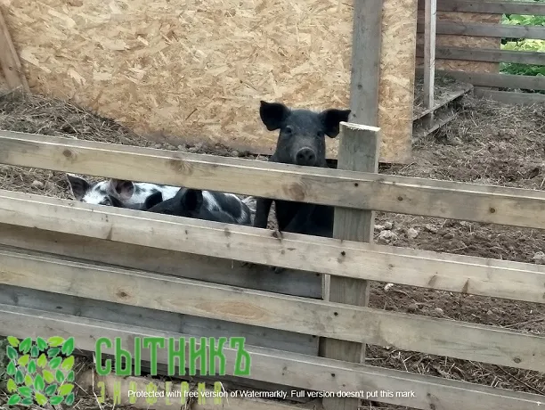 Фермерская свинина с доставкой на дом в Москве