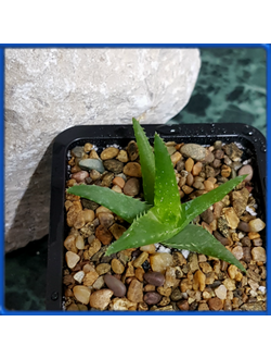 Aloe 'Magoo' (Bleck Hybrid)