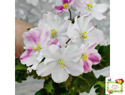 АВ-Птица Певчая (Фиалковод) 2022 г. (гёрл-листья с кроновой пестролистностью)