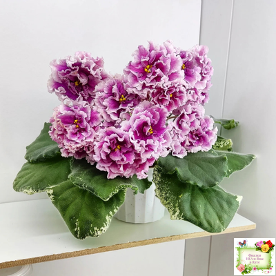 ВаТ-Агат Розовый (Т. Валькова) 2019 г.