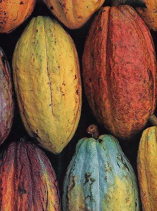 Cocoa Essence (Natural) / Какао эссенция