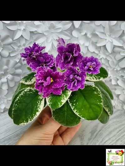 SV-Космические Ежи (С. Суворова) 2021 г.