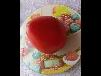 Томат Бабушка быка