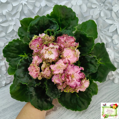 ЛЕ-Медуница (Е. Лебецкая) 2020 г.