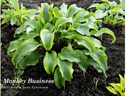 Хоста Monkey Business фото