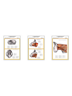 Плакаты ПРОФТЕХ "Топограф. анатомия. Кошка. Голова и шея" (3 пл, винил, 70х100)