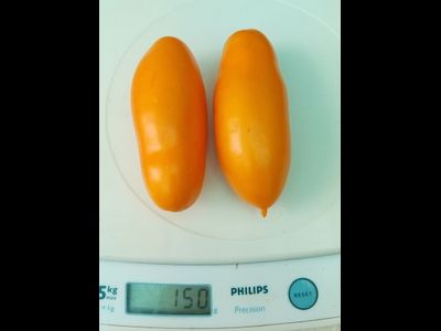 Томат Мидас