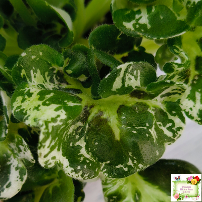 МТ-Кокилье (М. Тотиева) 2023 г.