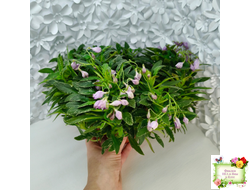 ЛЕ-Шотландский Вереск (Е. Лебецкая) мини трейлер