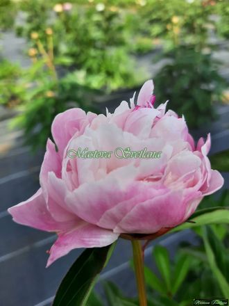 Paeonia Menuet