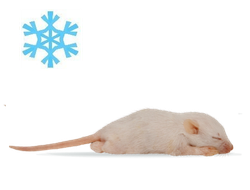 Мышь кормовая замороженная опушенная 4-6г, 4-5см