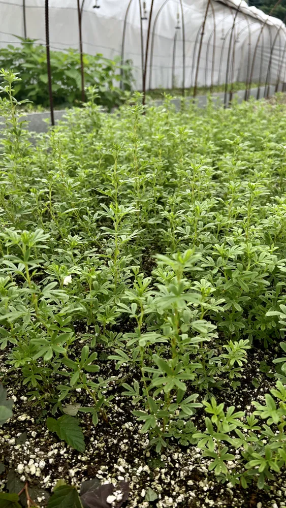 Череночник