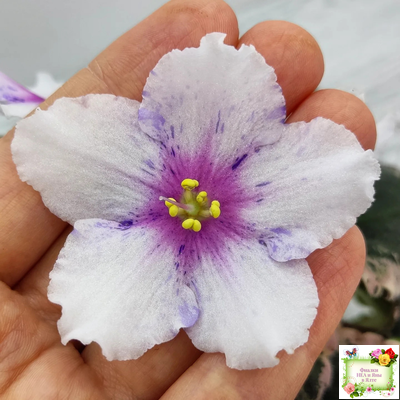 Dn-Love Time (Д. Денисенко) 2021 г.