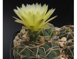 Gymnocalycium uruguayense VG-1659 - 5 семян