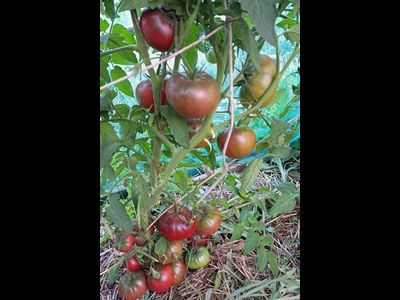 Томат Занавес Маргарет (Margaret Curtain, США)