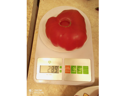 Томат Австралиец (Aussie), Австралия