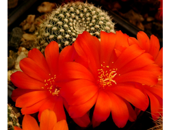 Rebutia krainziana - 5 семян