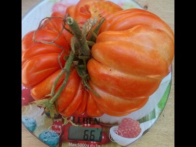 Томат Гигант Фарина (Gigante Farina, Италия)