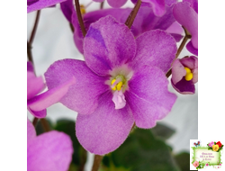 LV-Ланселот (Л. Шевелева) 2025 г. (клакамусный гёрл с кроновой пестролистностью) (стартер)