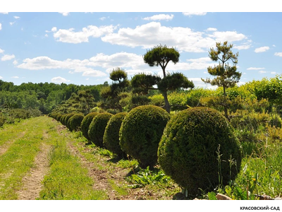 Туя Смаргад в форме шара