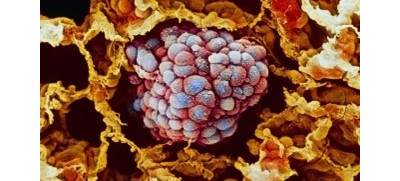 Капли DOBROPET-91: онкологические заболевания у собак и кошек, 10 мл