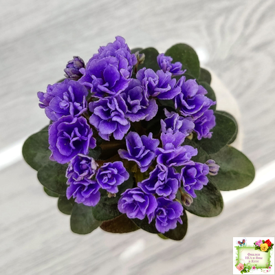 Blue Scoundrel micromini (P.Sorano/LLG) (Блю Ска́ндрел) микроминиатюра