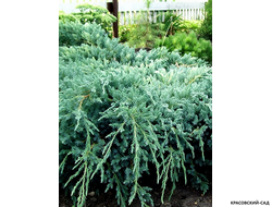 Можжевельник чешуйчатый Блю Карпет куписть с доставкой по Москве в питомнике красовский-сад.рф