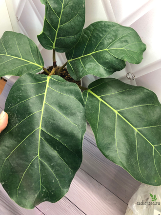 Ficus lutea / фикус Лютея