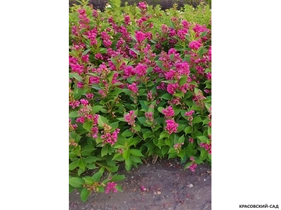 Вейгела Биг Лав