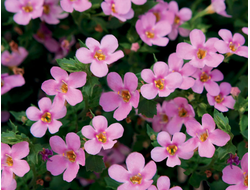 Бакопа сердцевидная Pinktopia, p9