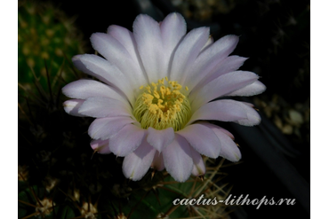 Acanthocalycium violaceum P 110a