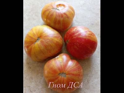 Томат Гном ДСА (Dwarf DSA), США