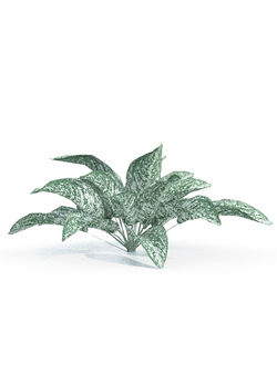 тропические Аглаонема переменчивая Paisagismo Cafe de Salao