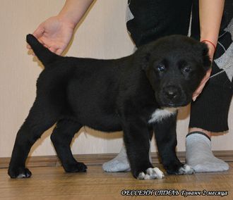 Кобель №6. ГУВАНЧ (Черный с белым) ПРОДАН