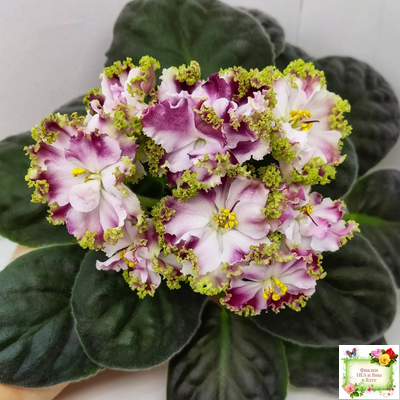 КО-Петушок Золотой Гребешок (О. Кособокова) 2016