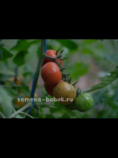 Томат Эльберта Персиковая  (Elberta Peach), 10 шт