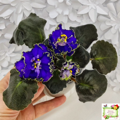 ЕК-Кудри Посейдона (Е.В. Коршунова) 2017 г. (лист посажен 01.11.25)