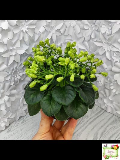 Emerald Bell (О.Барышева) 2016