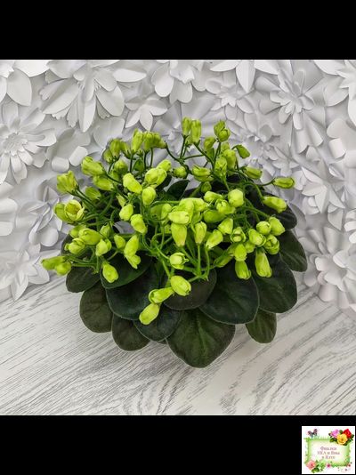 Emerald Bell (О.Барышева) 2016