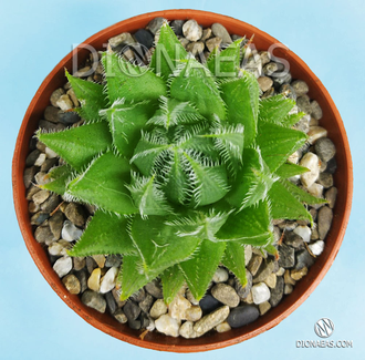 Haworthia Cooperi Picturata