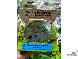 Перистолистник Гуайана (меристемный) Сингапур