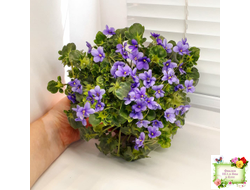 Biscayne Trail (S.Williams) трейлер