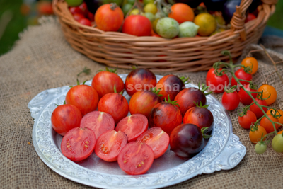 Томат Dwarf Shadow Boxing (Гном Бой с тенью), 10 шт