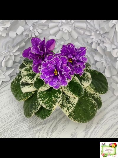 SV-Космические Ежи (С. Суворова) 2021 г.