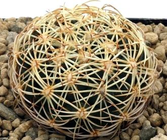 Coryphantha radians ( Чехия) - 5 семян