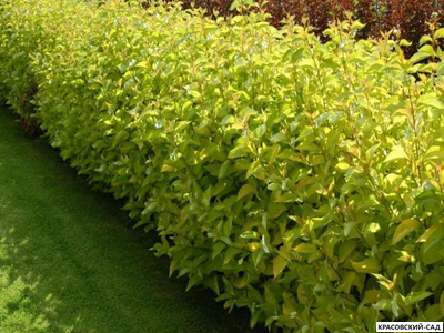 Дерен Ауреа - Aurea